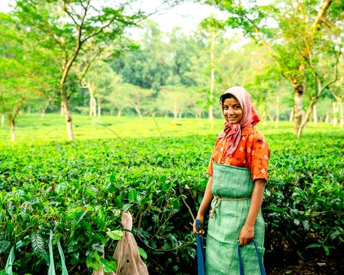 Prenvención y lucha contra la trata en los campos de té de Darjeeling , India