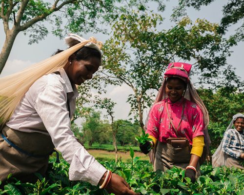 Prevención y lucha contra la trata en los campos de té de Darjeeling , India