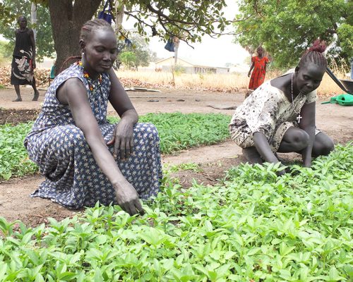 Photo 3_ Women tending to the vegetable garden(1)